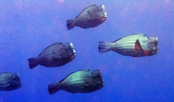 Bumped Parrotfish
